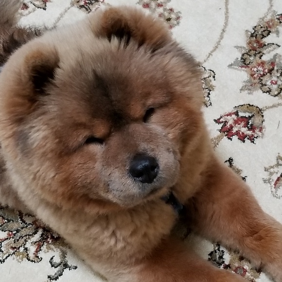 Meet your Posher, Carol - Picture 1 of 1